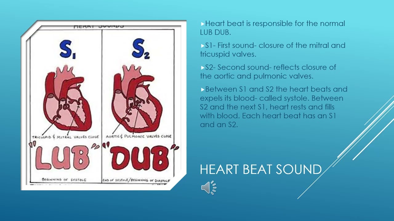 Week 2 Cardiac Anatomy and Physiology in class recording