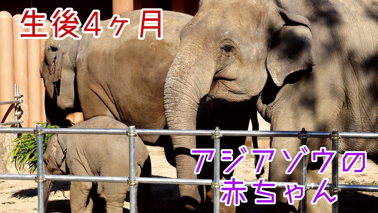 生後4ヶ月、まだまだ甘えん坊・アジアゾウの赤ちゃん『うららちゃん』　東山動物園　【2022年11月9日撮影】