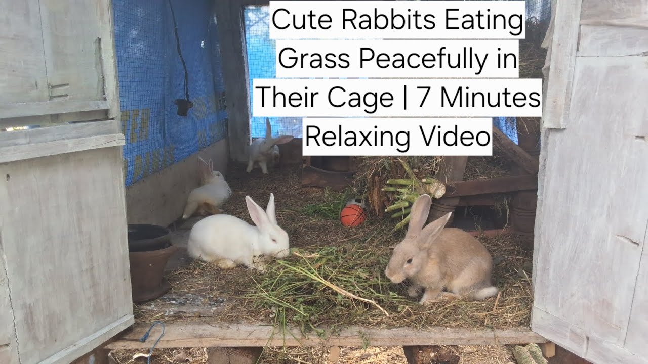 Cute Rabbits Eating Grass Peacefully in Their Cage | 7 Minutes Relaxing Video