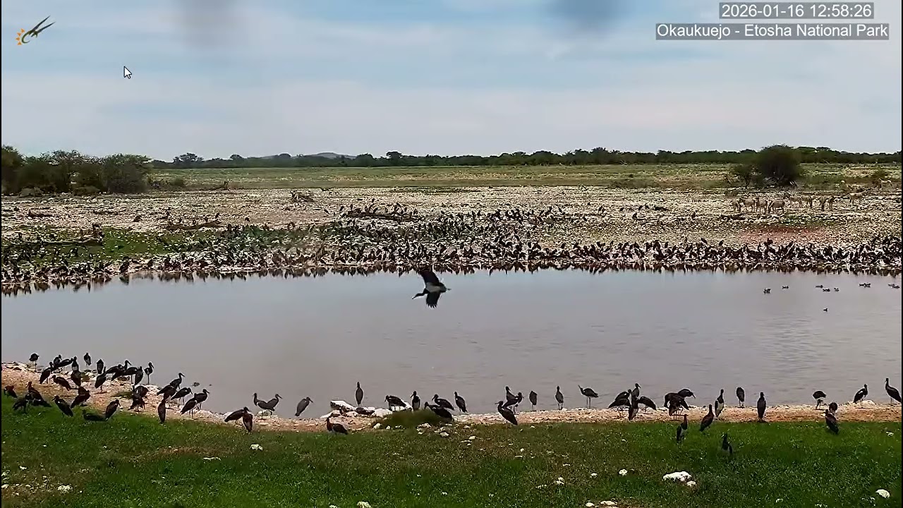 Huge flock of Abdim's Storks surround the waterhole. Okaukuejo Resort Waterhole.