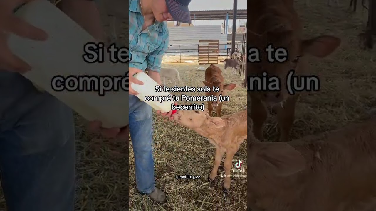 #ganaderosgonzalez #ytshorts  #cowboy #rancho