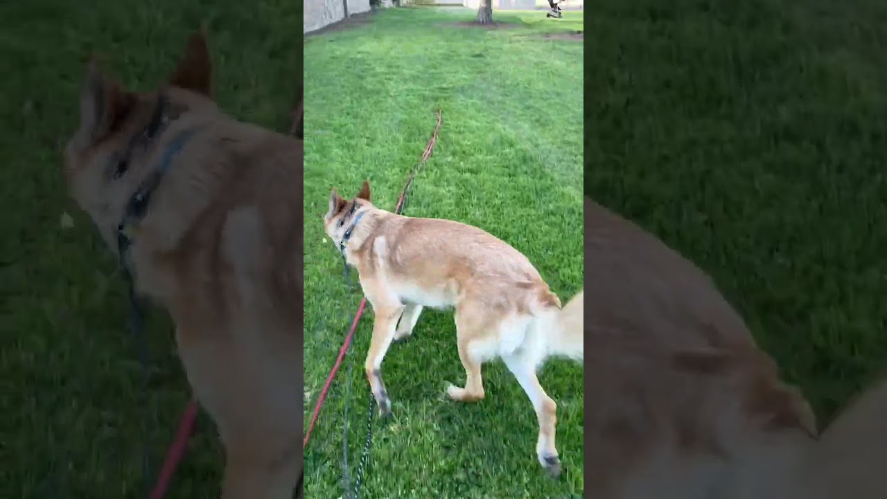 How to teach an anxious dog to follow and be calmer.