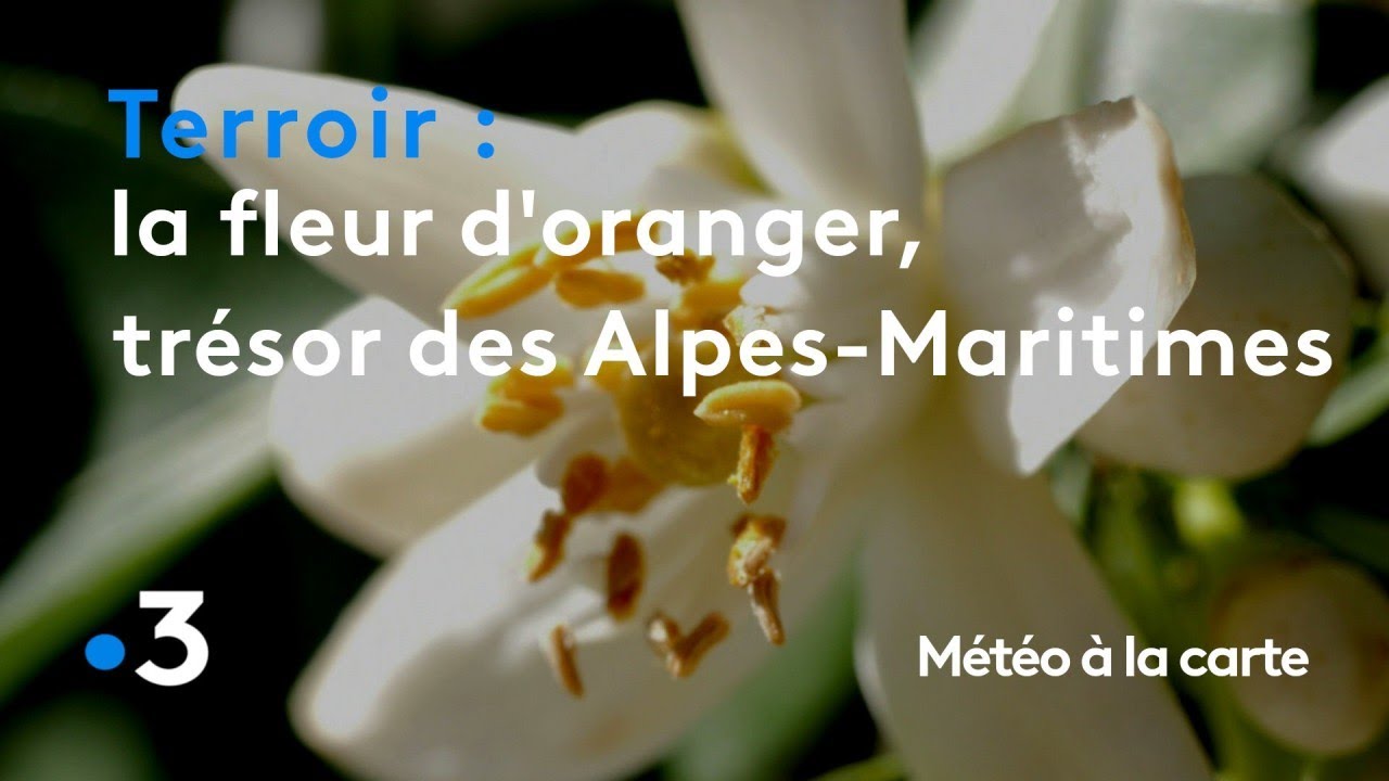 La fleur d'oranger, le trésor des Alpes-Maritimes - Météo à la carte