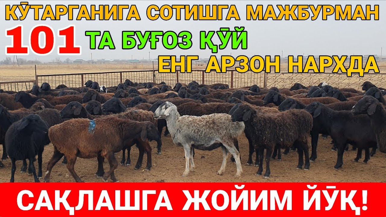 ЖОЙИМ ЙӮҚ АРЗОН СОТИШГА МАЖБУРМАН.  ☎️+998941451232 ☎️+998992269699