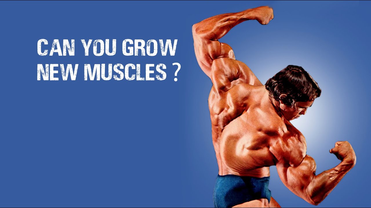Can you grow new muscles?