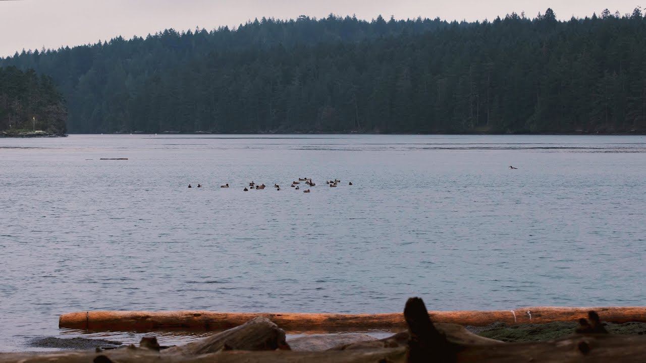 Winter Ocean Views, British Columbia | Relaxing Nature Scene | Ocean and Bird Ambience | 1 Hour