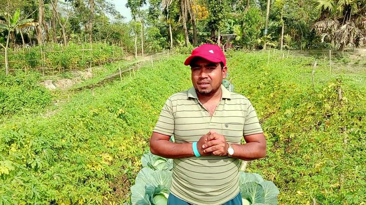 পাতাকপি চাষ করলো একটুখানি