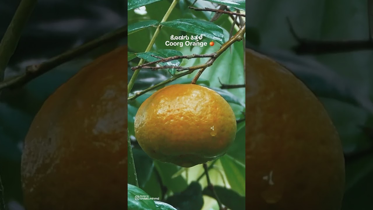 Coorg orange 🍊 #coorg #coorgtourism #coorgtouristplaces #coorgtrip #kodagu
