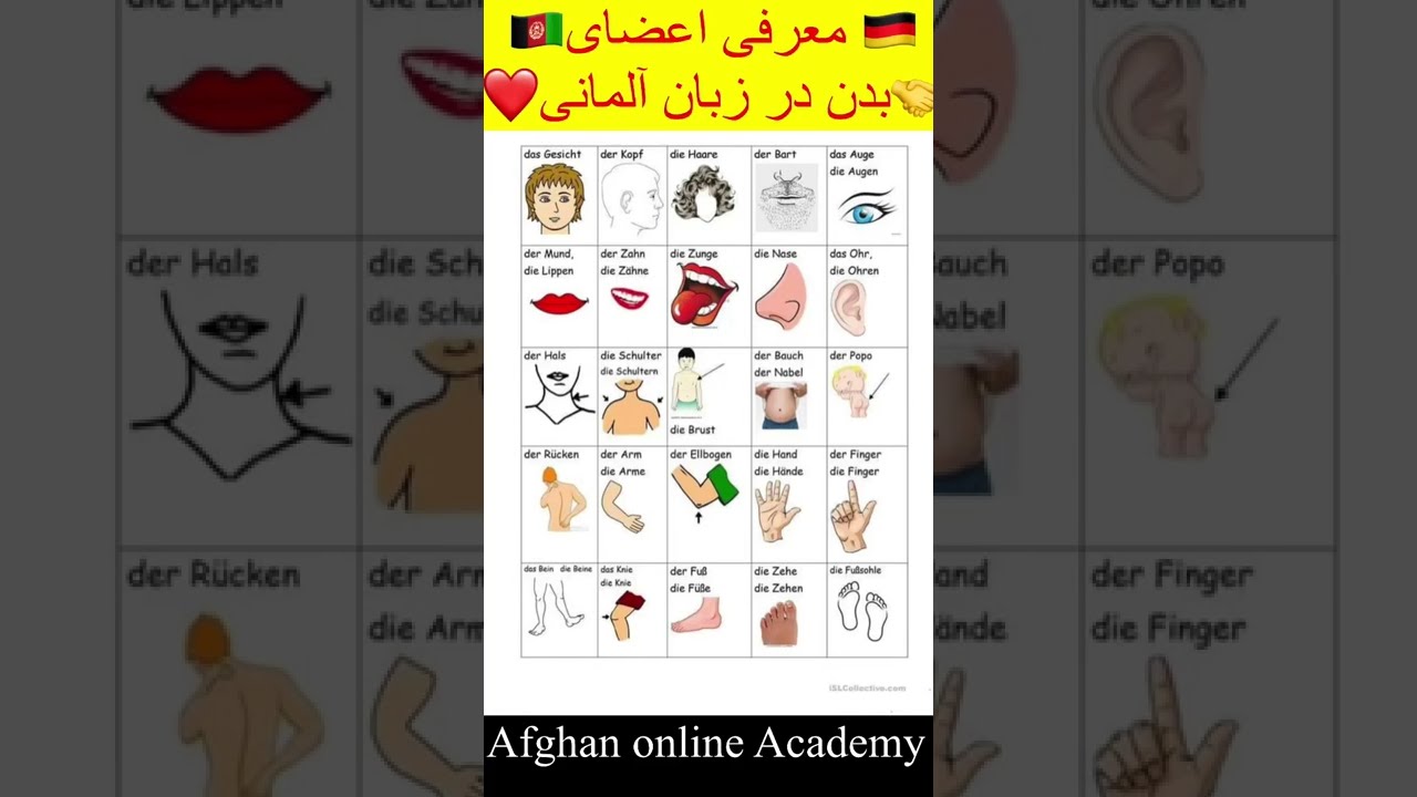 مهم ترین اعضای بدن در زبان آلمانی همرا با آرتیکل و یا حرف تعریف شان  مثل همیشه حمایت کنید