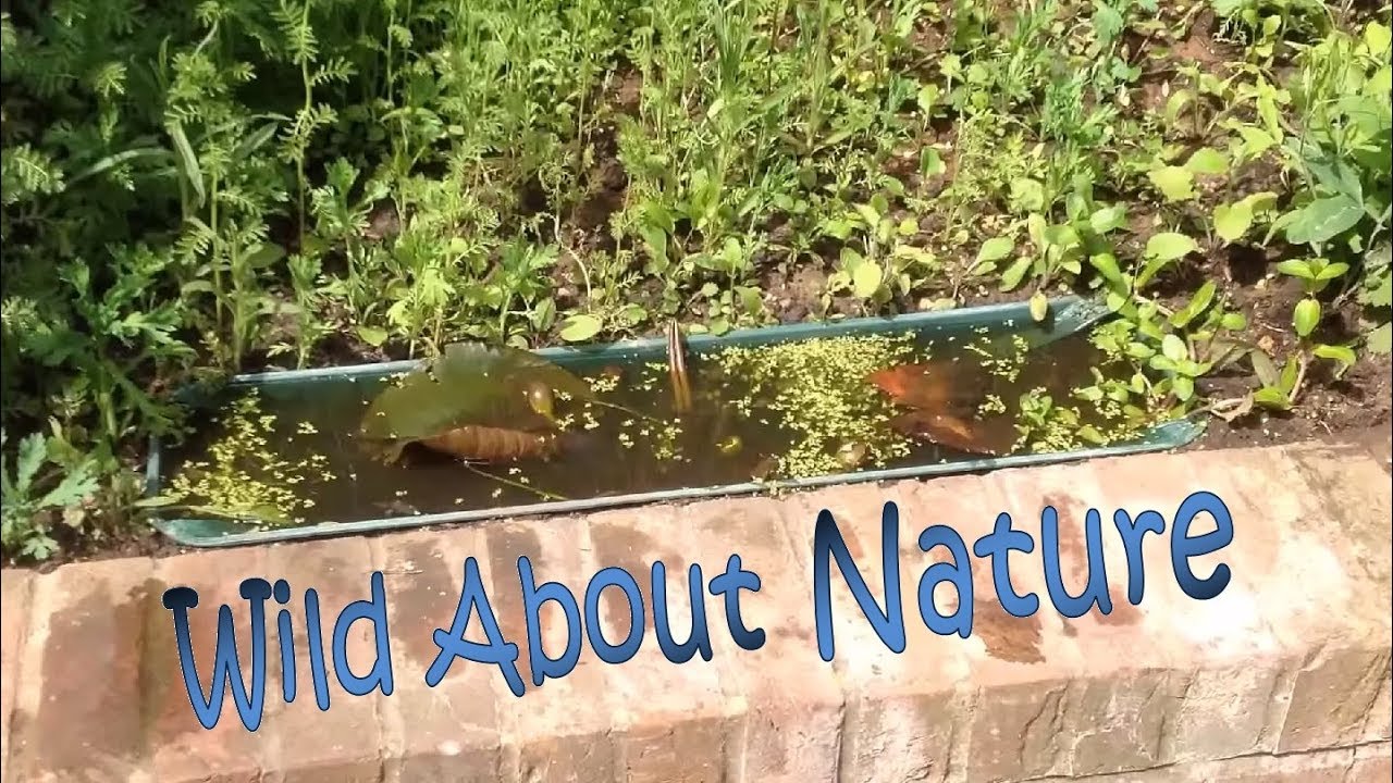 Making a micro wildlife pond ecosystem and mini insect hotel habitats :):):)