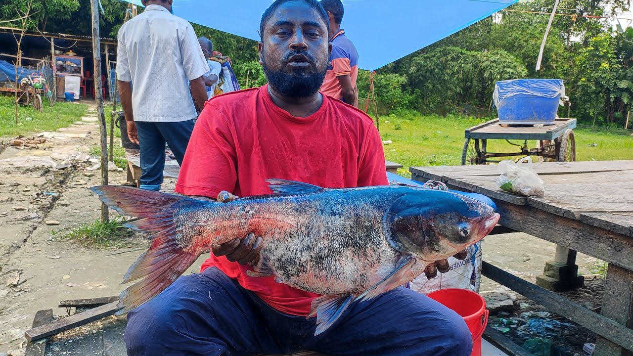 Fresh Big Fish Cutting Video | Professional Hands with Smooth and Satisfying Knife Cuts