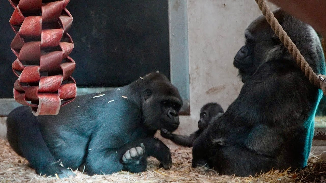 Baby Gorilla Shows His Gentle Side Full of Affection and Curiosity