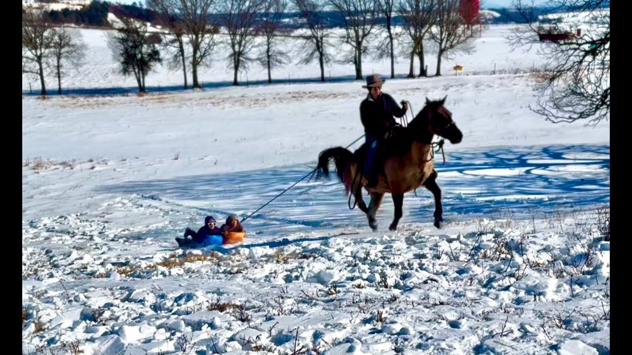 A SNOW DAY WITH AMAZING GRACE ~ Missouri Foxtrotter Mare