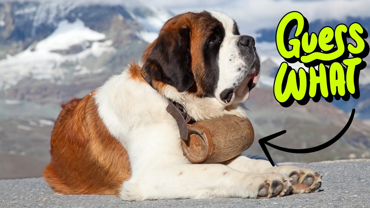 - Unlocking The Mystery Of The Saint Bernard Barrel: History, Purpose, And Symbolism 🐶