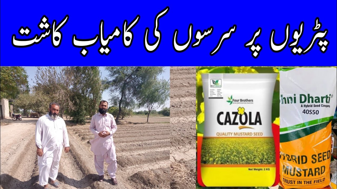 Mustard cultivation on beds | Cazola vs 40S50 | Bilal Kanju Official