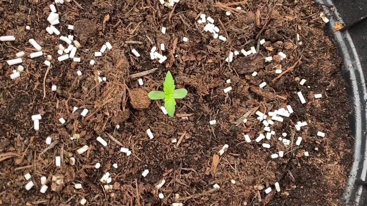 UK Grow | Day 6 Seedling