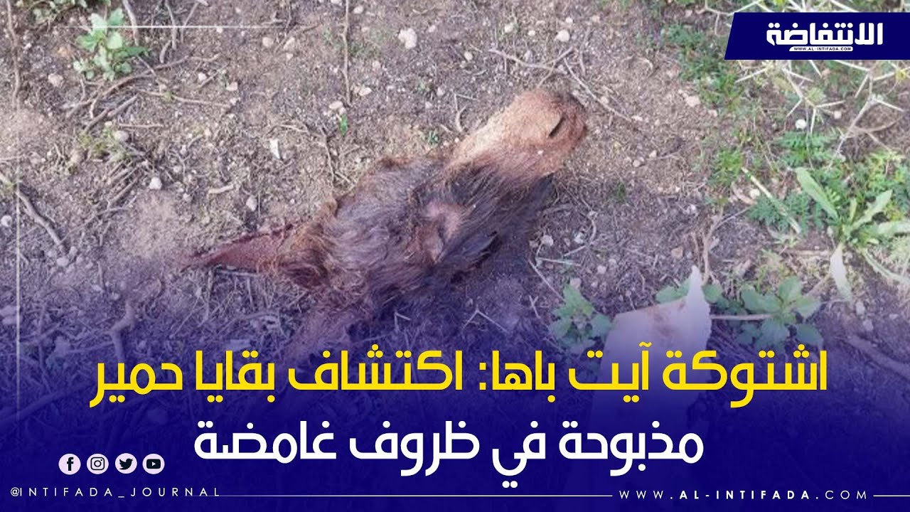 اشتوكة آيت باها: اكتشاف بقايا حمير مذبوحة في ظروف غامضة