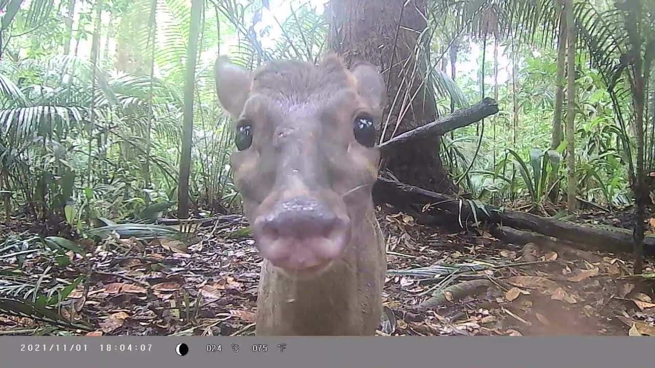 Friends of Rio - Amazon Rainforest - Camera Traps - Brown Brocket Deer