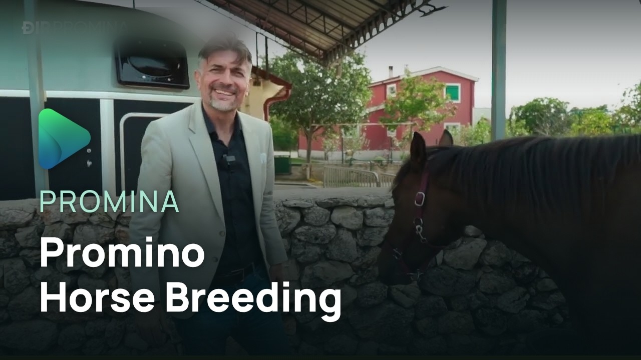 Đir Promina - Promino Horse Breeding