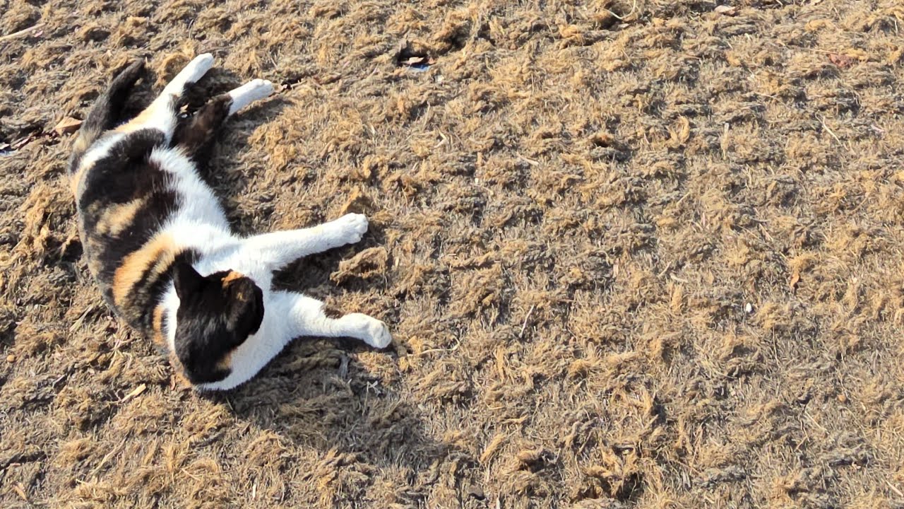 길냥이 관찰 ~♡#고양이 #길냥이구조 #korea 