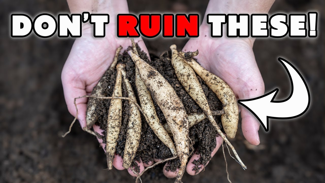 How We Dig, Divide & Store Thousands of Dahlias (Complete How-To Guide)