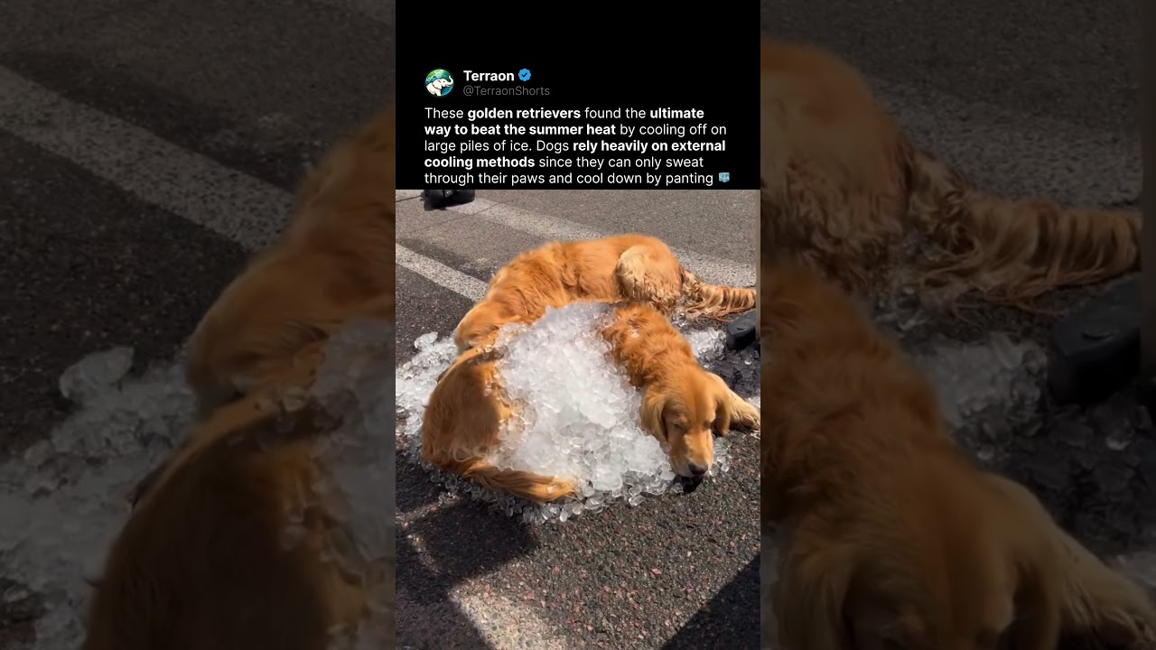 Golden Retrievers vs The Summer Heat 🐕🧊