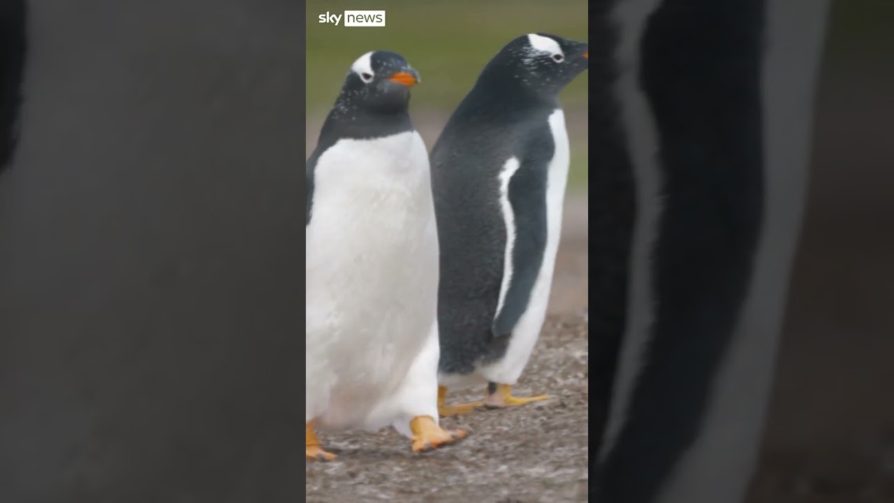 The Falklands' one million penguins