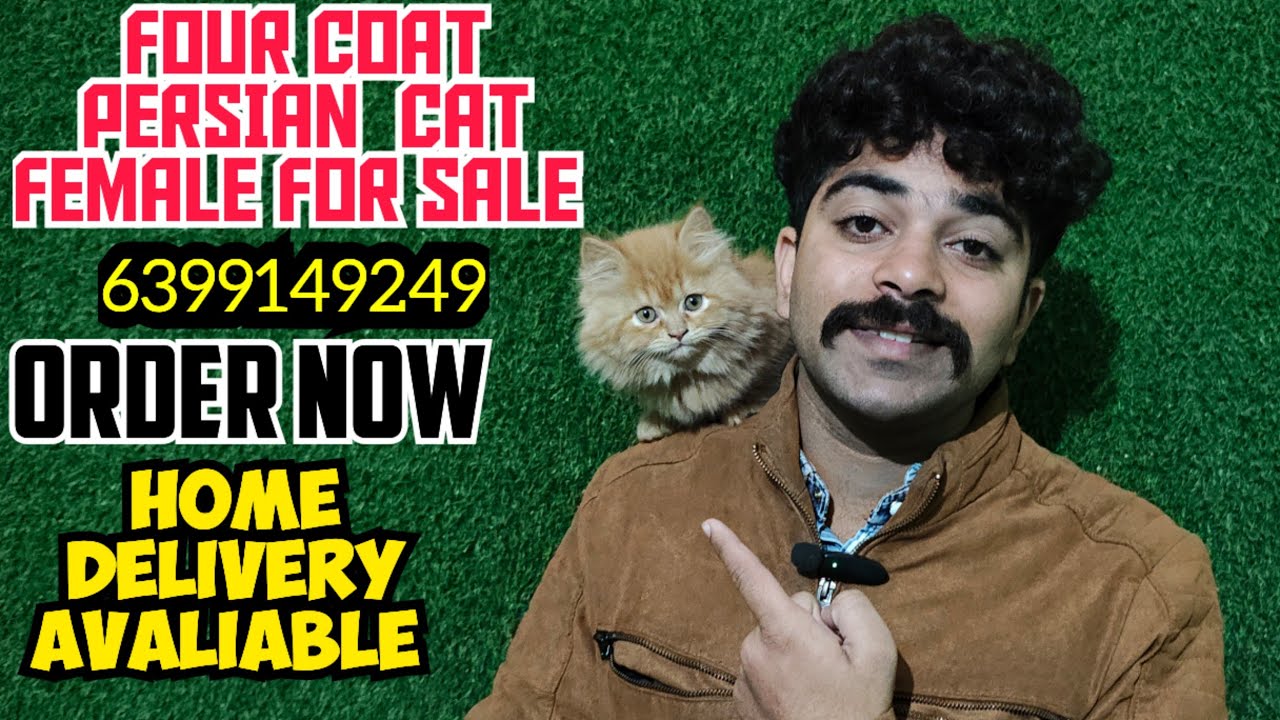 😺PERSIAN KITTEN FOUR COAT • PURE PERSIAN CAT • DOLL FACE BABY • KITTENS HOME DELIVERY 💕