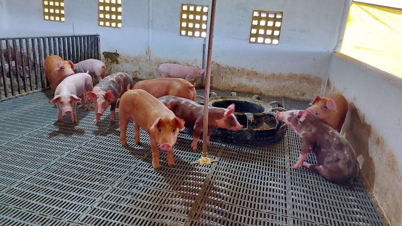 Quantos Dias Os Porquinhos Devem Ficar Na Creche Depois De Apartar 🐷🐖