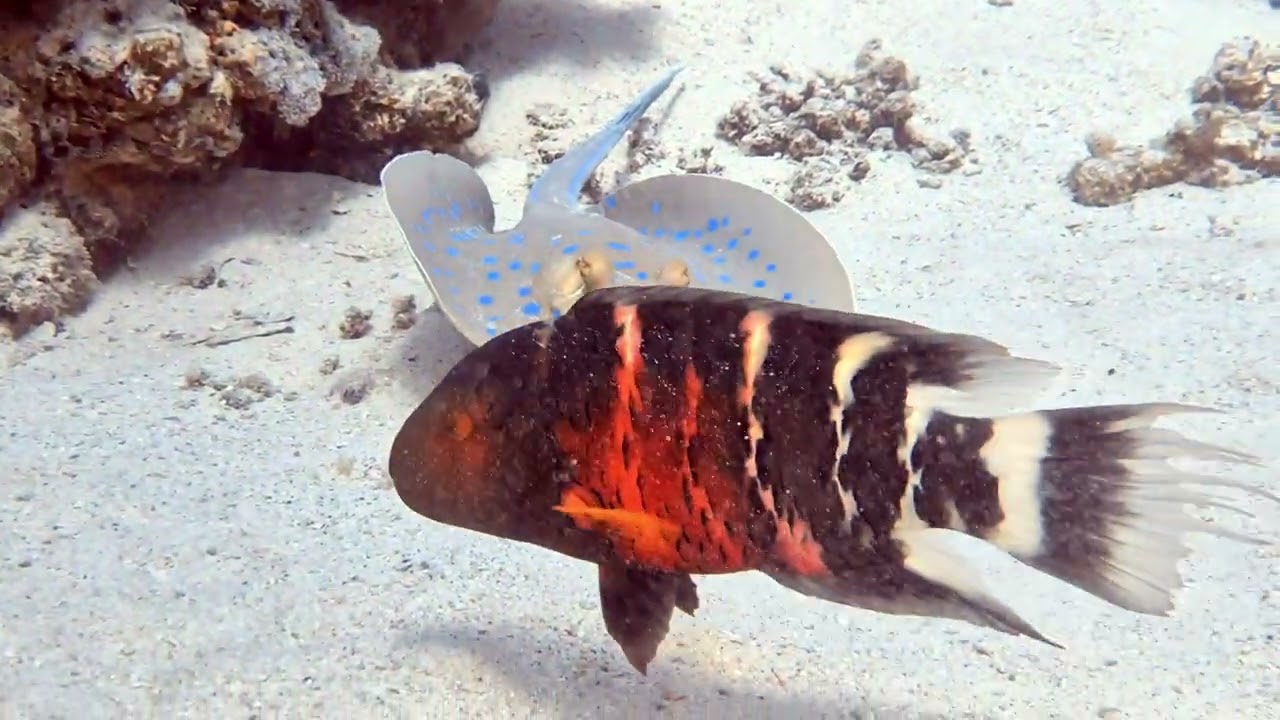 Marsa Shoeni Kebir 18-11-'25