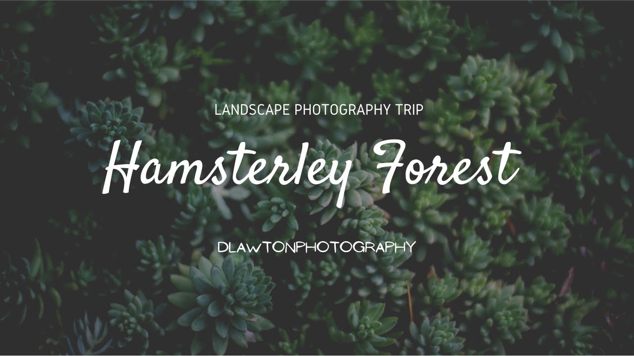 Hamsterley forest: Landscape Photography Trip