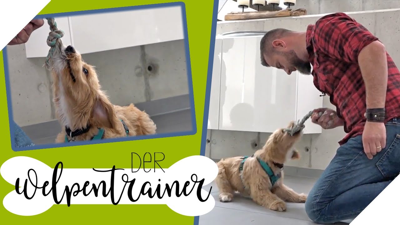 Im Spiel versunken: Mein Hund lässt Gegenstände nicht los!  | Der Welpentrainer |sixx