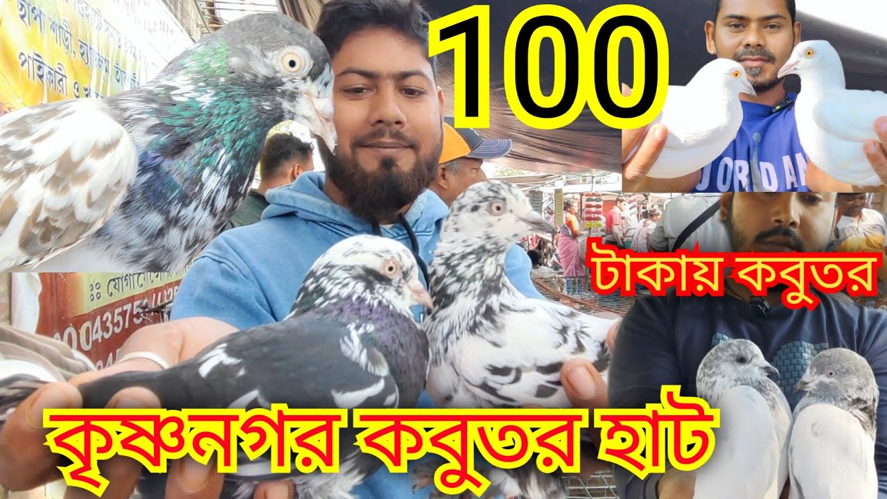 100 টাকায় কবুতর কৃষ্ণনগর হাটে। Krishnanogor pigeon markat 