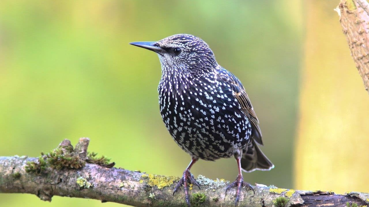 chants et cris de l'étourneau sansonnet HD/ songs & calls common starling