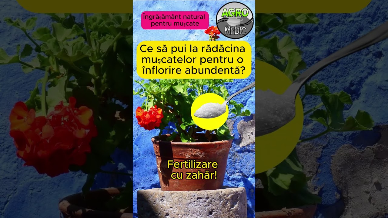 Ce să pui la rădăcina mușcatelor pentru o înflorire abundentă? 