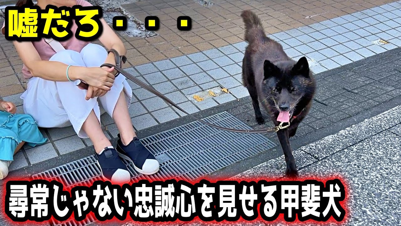 【賢い犬】甲斐犬の忠誠心が引くレベルで凄すぎます