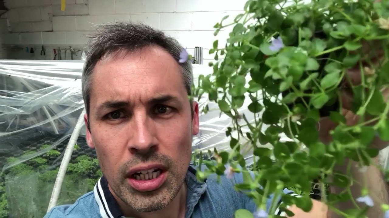 Bacopa australis creeping foreground aquarium plant