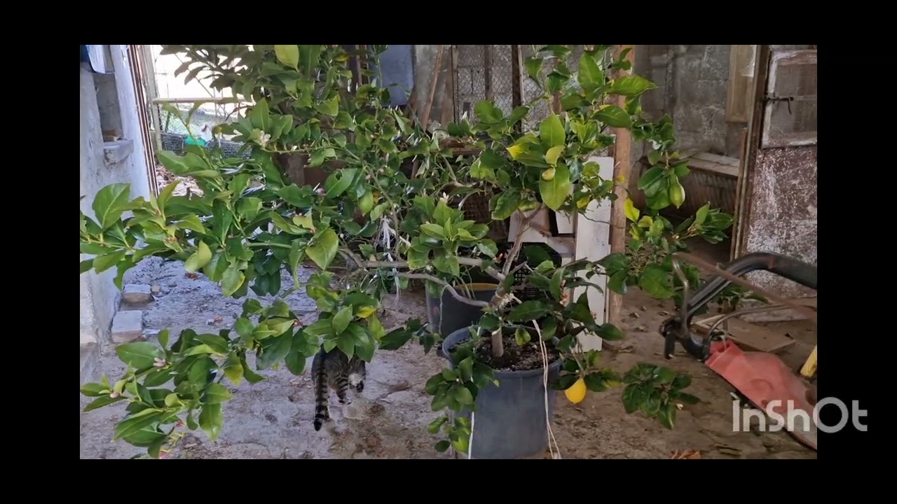 Salve Amiche Amici mi trovo nell'orto dove ho tolto la pianta del limone 🍋  dentro al coperto. 