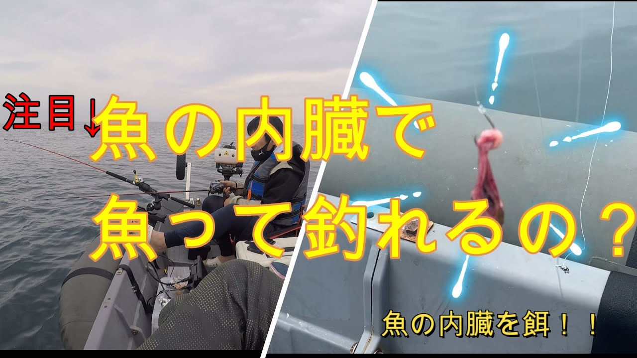 【2馬力ボート】北陸　　釣れた魚の内臓で釣りをしてみた！！　【分割ボートで餌釣り】