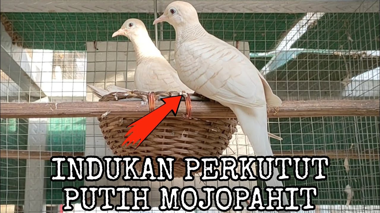 Kupas Tuntas Permasalahan Indukan Perkutut Udan Mas Dan Putih Majapahit