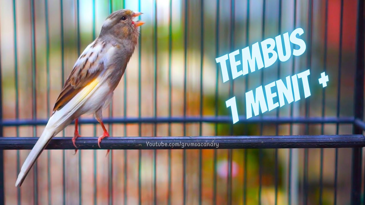 Tembus 1 Menit 13 Detik / 73 Detik Super Panjang! Pancingan Kenari Durasi Panjang Cengkok Istimewa