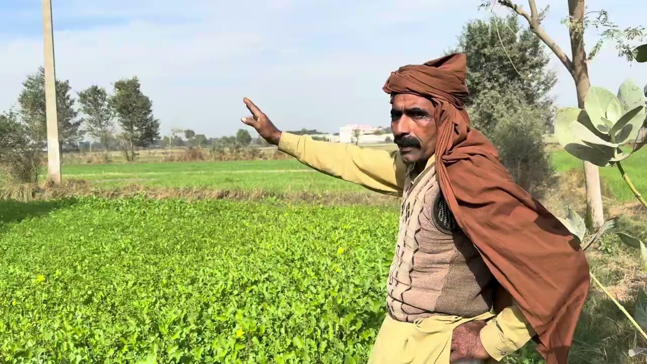 Sarson Ka saag Kalu keliye bharpoor Vitamins 🌱