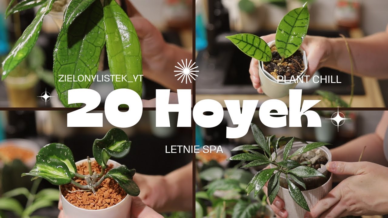 Letnie spa dla moich hoi * Hoja - ciekawe odmiany * są też straty i porażki