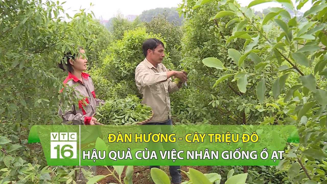 Đàn hương - cây triệu đô: Hậu quả của việc nhân giống ồ ạt | VTC16