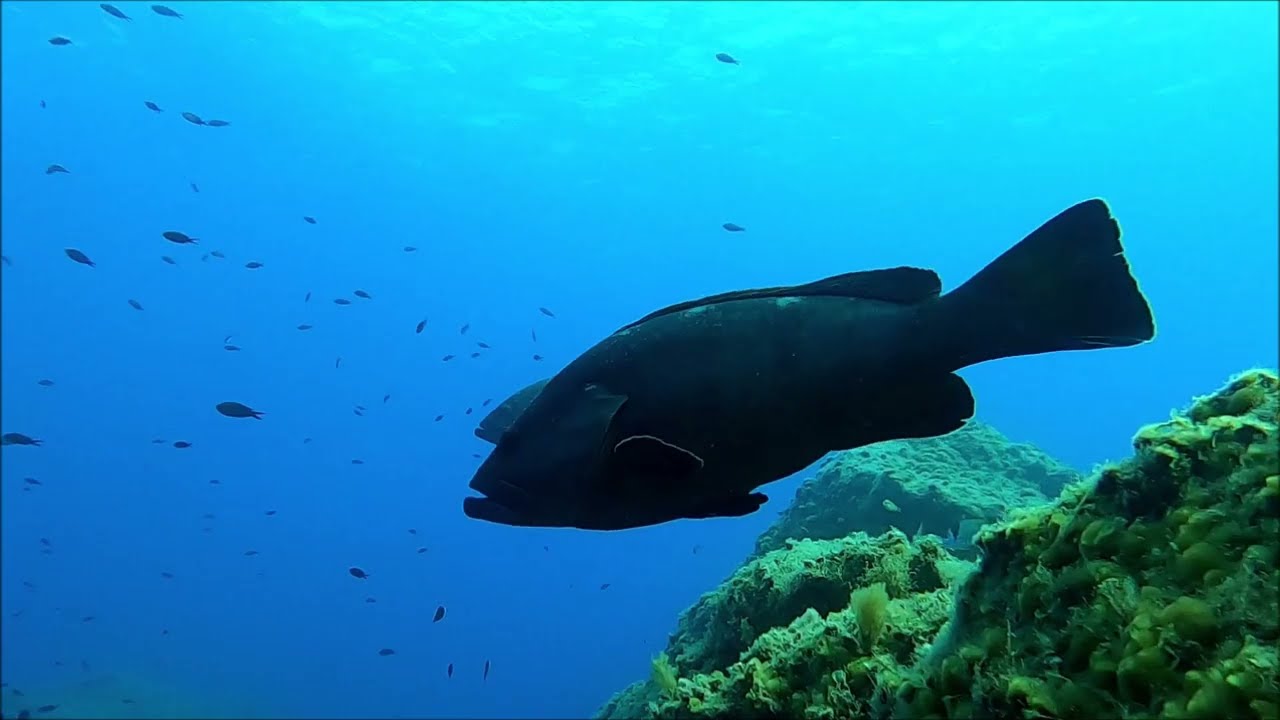 Marina DELVIL - Moniteur / Bapt&ecirc;me de plong&eacute;e - Cap des M&egrave;des, roche perc&eacute;e - Porquerolles