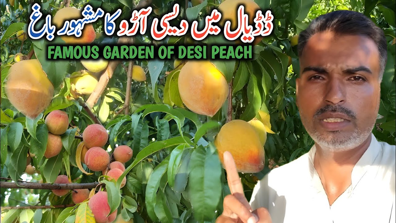 Famous Garden Of Peach In Dadyal Azad Kashmir || Chattroh Dadyal Main Desi Arro Ka Mashoor Bagh