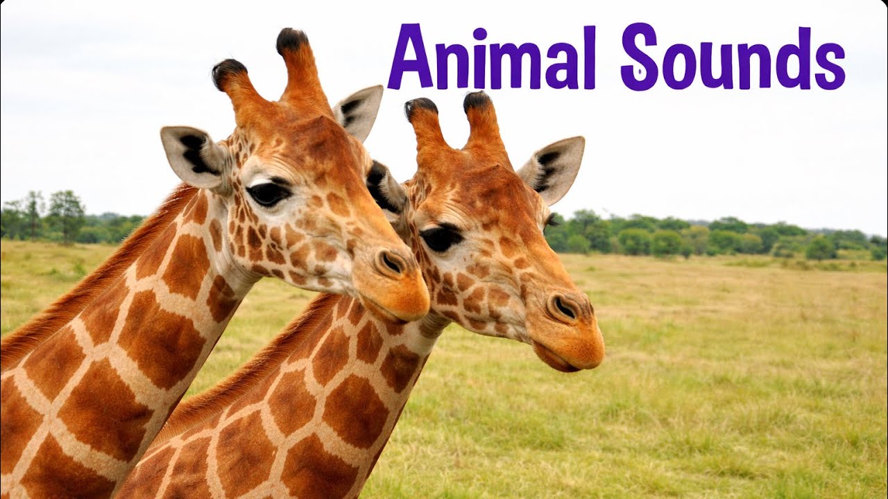 Animal Sounds for Children (21 Different Animals)