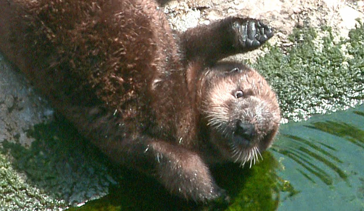 Rescued Sea Otter Pup on Exhibit
