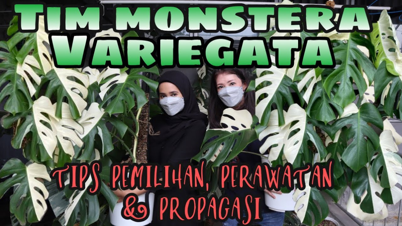 TIM MONSTERA VARIEGATA - EP 52