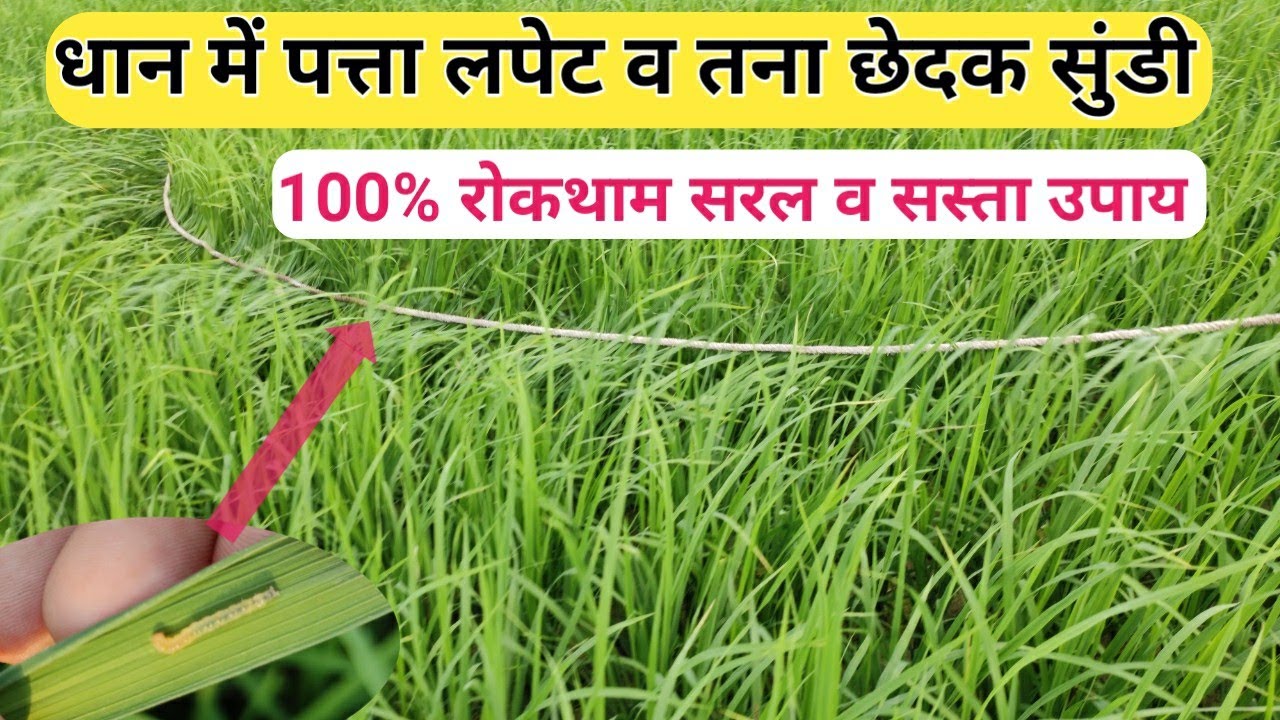 धान में पत्ता लपेट व तना छेदक सुंडी जड़ से रोकथाम सरल उपायHow to prevent leaf wrapping in paddy